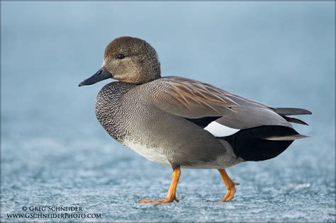 Gadwall drake walking on ice