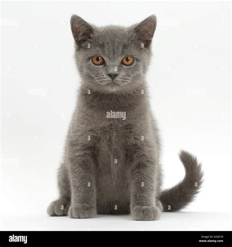 Blue British Shorthair kitten sitting Stock Photo - Alamy