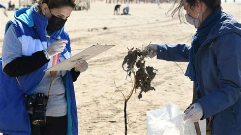 Contaminación En Las Playas Bonaerenses El Plástico Representa Más Del