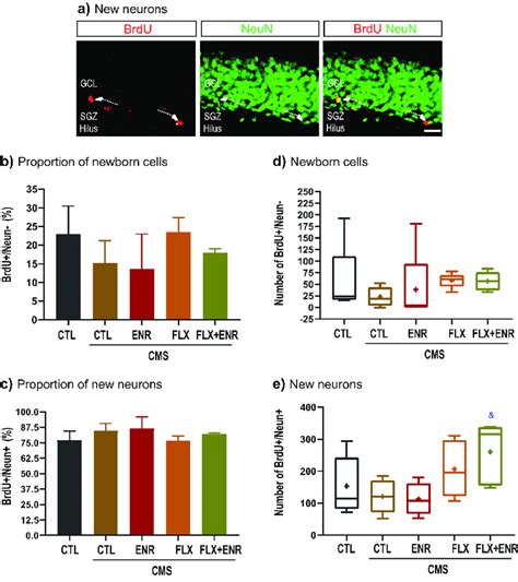 Phenotype Of Brdu Positive Cells A Representative Photomicrographs