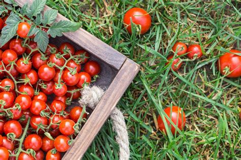 Variedades De Tomates Y Cómo Cultivarlos Sistemas Hortícolas Almería