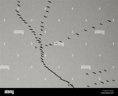 Migrating-Birds Ducks-Flying-Dark-Sky 517410 Stock Photo - Alamy