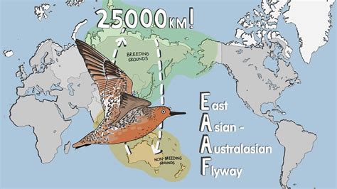 Bar Tailed Godwit Migration Map