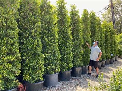 10 fast growing evergreens to create a living privacy fence – Artofit