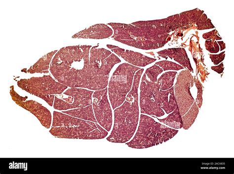 Salivary Gland Light Micrograph Of A Section Through A Sub Maxillary