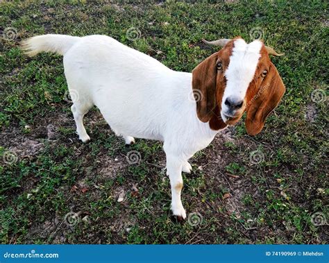 Boer Goat Doe Stock Image Image Of Grass Body White 74190969