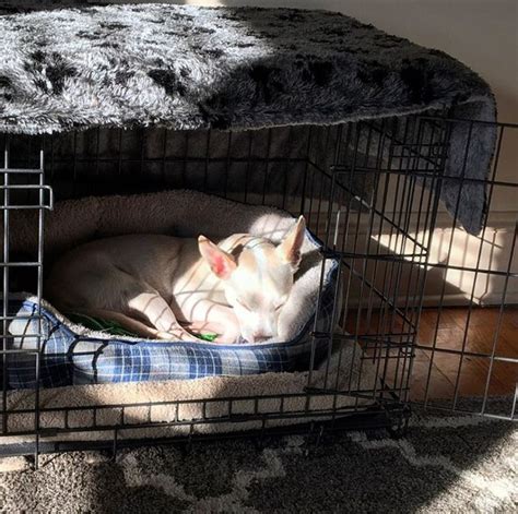 50 Best Dog Crate Ideas For Your Inspiration Dog Crate Puppy Crate