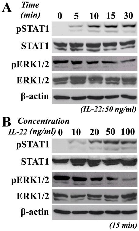 A P STAT1 And P ERK1 2 Levels After 50 Ng Ml RIL 22 Exposure B