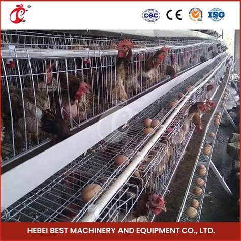 Bestchickencage Ordinary Type Layer Cage China Amazing Chicken Layer