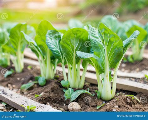 Growing Bok Choy In A Raised Garden Bed A Guide To Cultivating Brassica Rapa In Your Outdoor