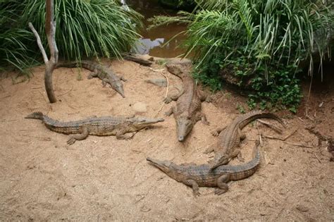 Freshwater Crocodile - Facts, Diet, Habitat & Pictures on Animalia.bio