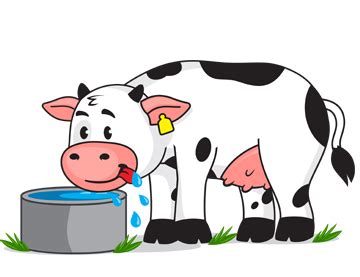 Clipart cow drinking, Clipart cow drinking Transparent FREE for ...