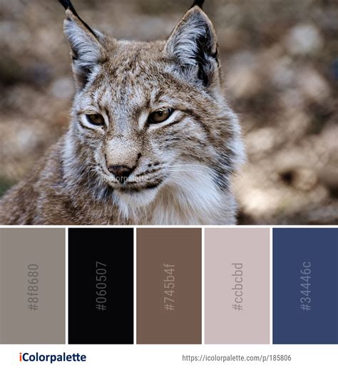 Color Palette Ideas From Wildlife Lynx Mammal Image Icolorpalette