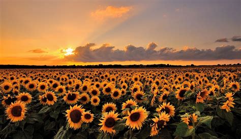 Planos De Fundo Paisagem E Floral Samy Brunetti