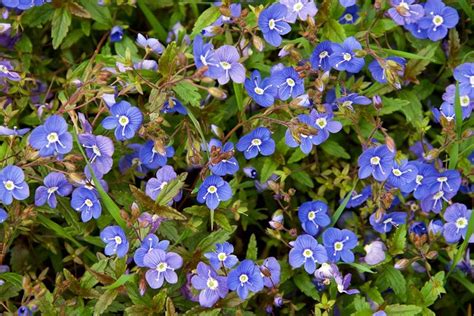 Speedwell How To Grow Veronica Plants Garden Design