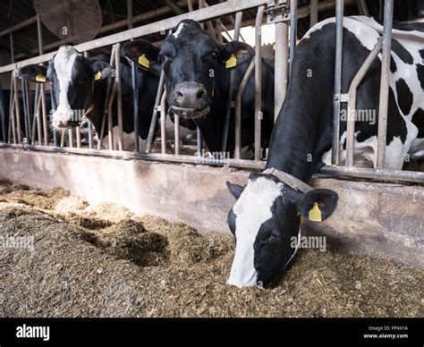 Las Vacas Holstein En Blanco Y Negro Alimentan Dentro De Granero En La