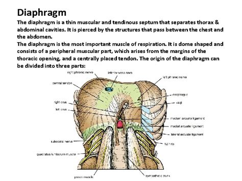 Objectives Discuss the origin and insertion of diaphragm