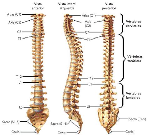 Columna Vertebral Anatomía Escuelapedia Recursos