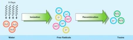 Effects Of Radiation Exposure Ch 5 Flashcards Quizlet