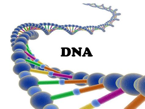 Ppt Dna Powerpoint Presentation Free Download Id6503631