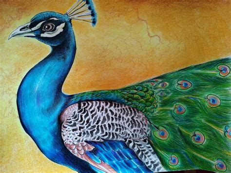 500 Best Peacock Drawing Images Inspire Your Artistic Emotions With