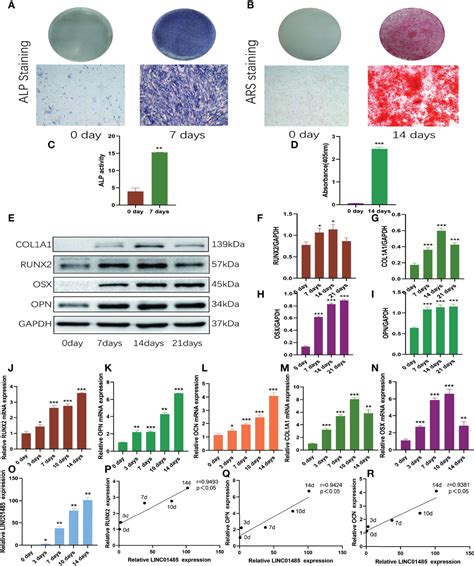 Frontiers Super Enhancer Associated Long Non Coding Rna Linc01485