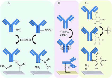 Oriented Antibody Immobilization Strategies A Edc Nhs Coupling Of