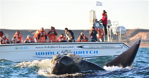 Quedó Inaugurada La Temporada De Avistaje De Ballenas En Puerto