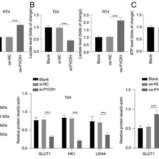 Pycr Promotes The Activation Of The Egfr Pi K Akt Pathway In Bc Cells