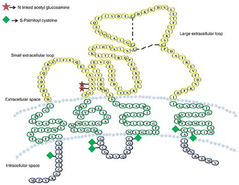 Structure Of Tetraspanin Cd9 It Has A Small And Large Extracellular