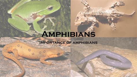 Amphibians