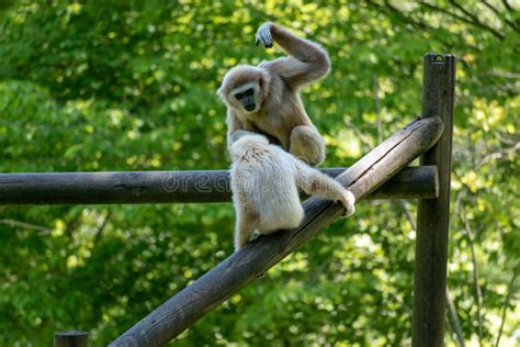 Gibbon Monkeys Stock Photo Image Of Cute Face Pretty 10415112