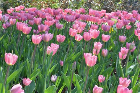 Beautiful Pink Tulip Stock Image Image Of Blooming 116765693