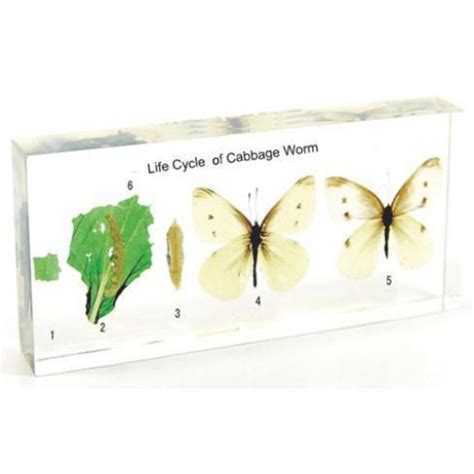 Cabbage worm life cycle