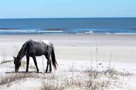 Cumberland Island Camping Is Your Ticket to Rugged, Beachy Bliss