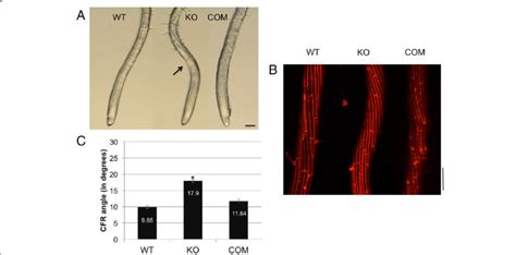 Skewing Tno1 Roots Display Enhanced Root Epidermal Cell File Rotation