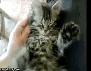 Cat Sleeping GIF by Cheezburger - Find & Share on GIPHY