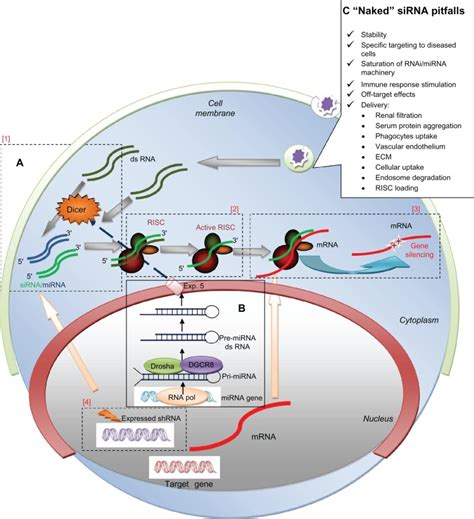 RNAi MiRNA Pathway Schematization And Major Challenges For Naked SiRNA