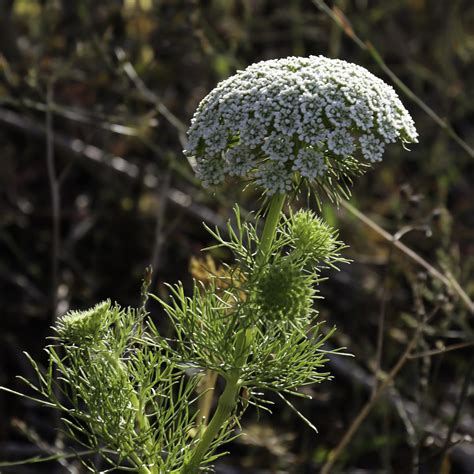 Visnaga Daucoides Plant Biodiversity Of South Western Morocco