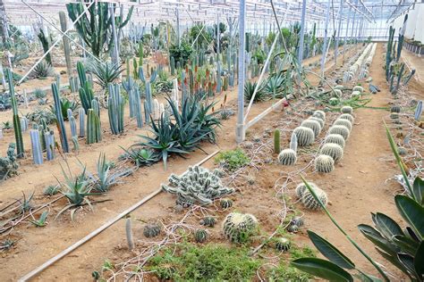 Cactuseraie de Creismeas Finistère cactuseraie fr Ben