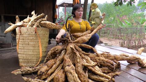 Harvesting Cassava Roots Cassava Processing Process Harvest Life