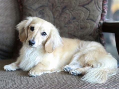 Long Haired Dachshund Blonde