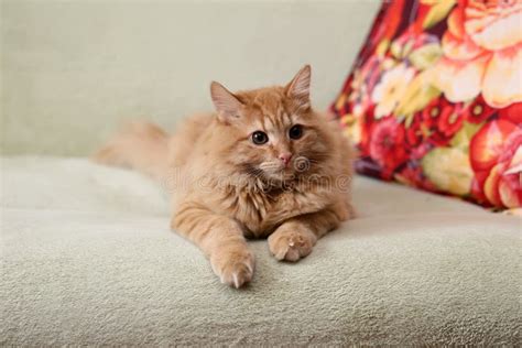 Beautiful Fluffy Ginger Cat Lying On The Sofa Stock Image Image Of