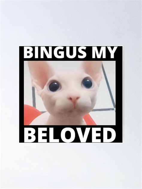 Bingus Is Calling My Beloved Hairless Sphinx Sphynx Cat Meme