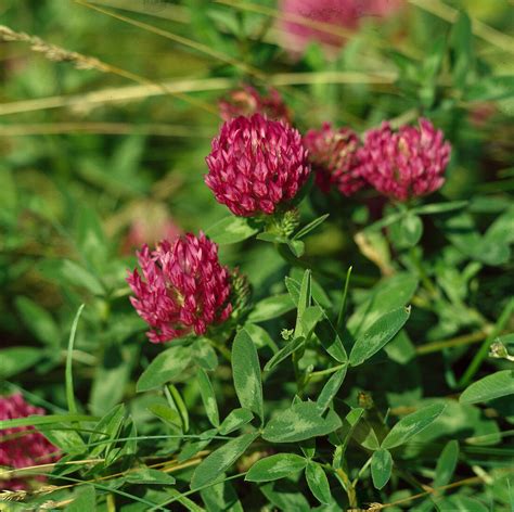 Trifolium Pratense Wiesenklee Bild Kaufen