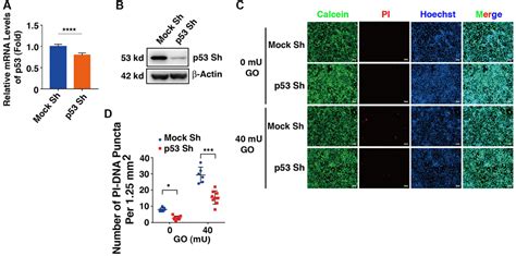 Sumo Regulated Dbc Promotes P Dependent Stress Induced Apoptosis Of