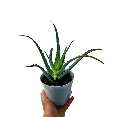 Aloes leczniczy Aloe Vera Lecznicze Właściwości Sadzonki w doniczkach