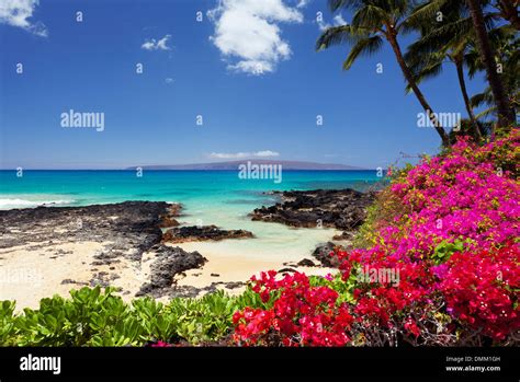 Flowers at Secret Beach, Maui, Hawaii Stock Photo: 64364513 - Alamy