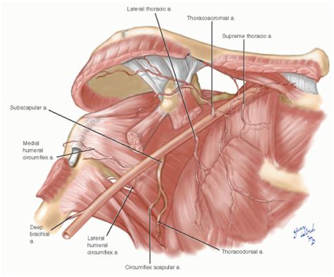 Branches Of Axillary Artery