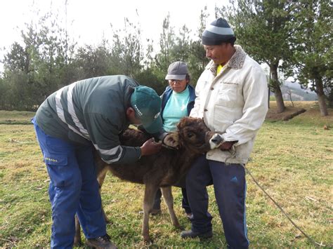 MINAGRI vacuna más de 11 mil animales para prevenir brotes de carbunco